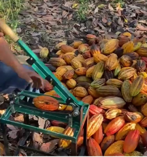 Cortadora de cacao